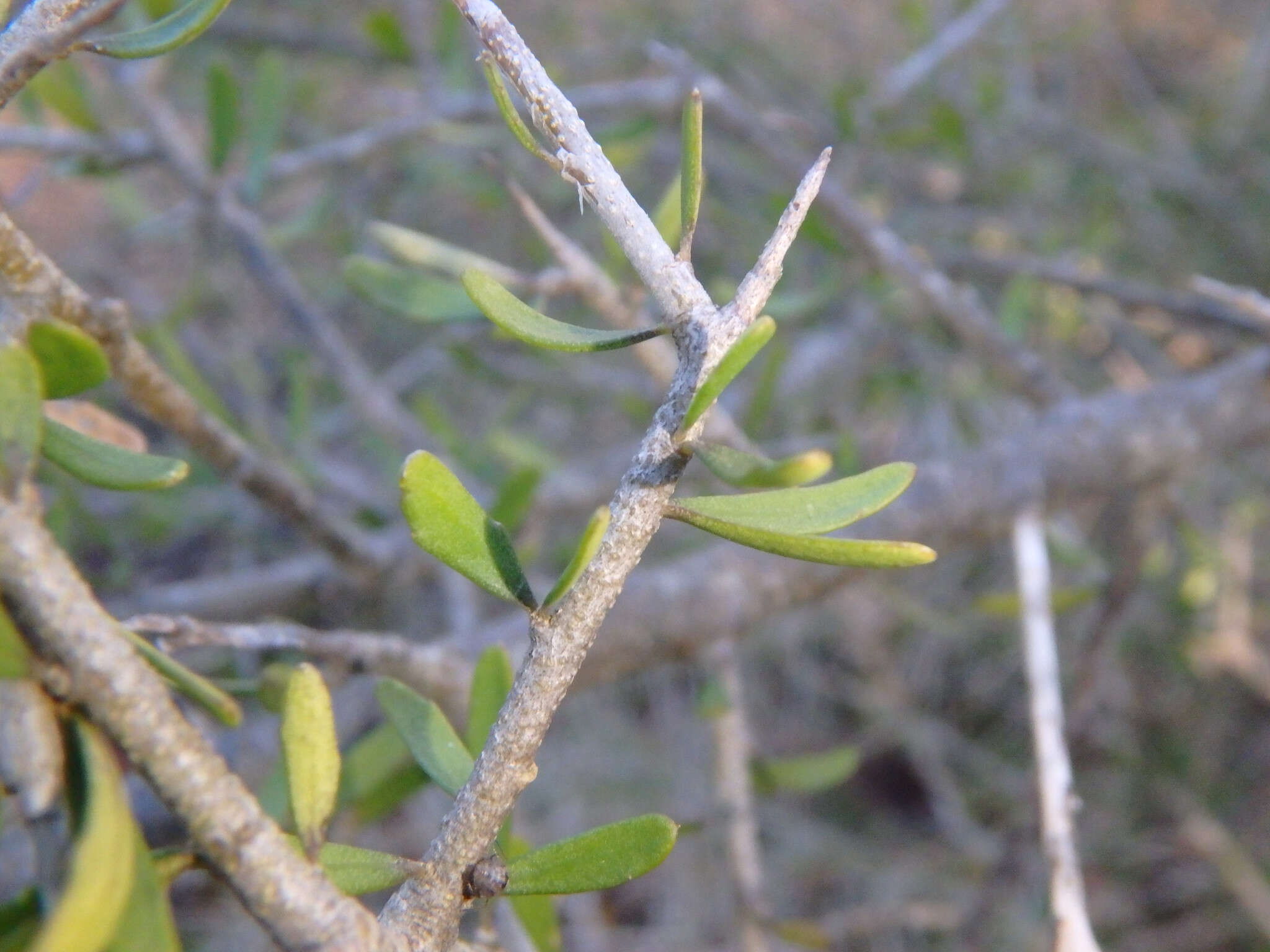 Melicytus angustifolius (DC.) P. J. Garnock-Jones resmi