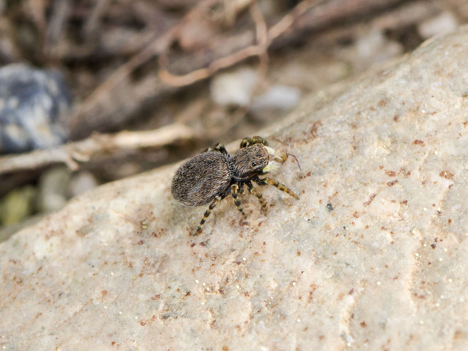 Image of Talavera petrensis (C. L. Koch 1837)