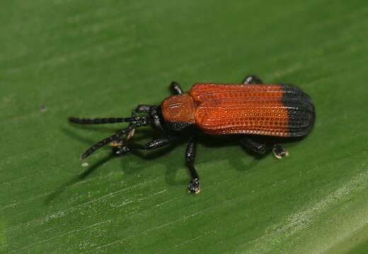 Image of Agonita apicipennis (Baly 1869)