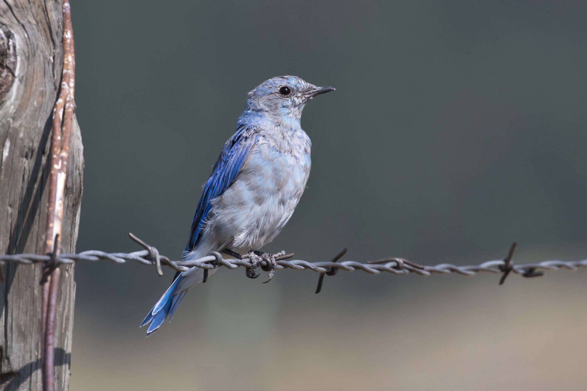 Image of Mountain Bluebird