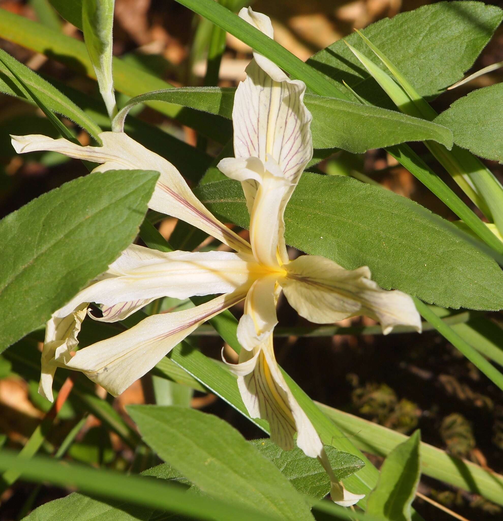 Image of Fernald's iris