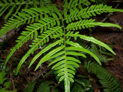 Image of Bracken