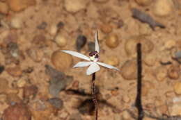 Image of Caladenia saccharata Rchb. fil.