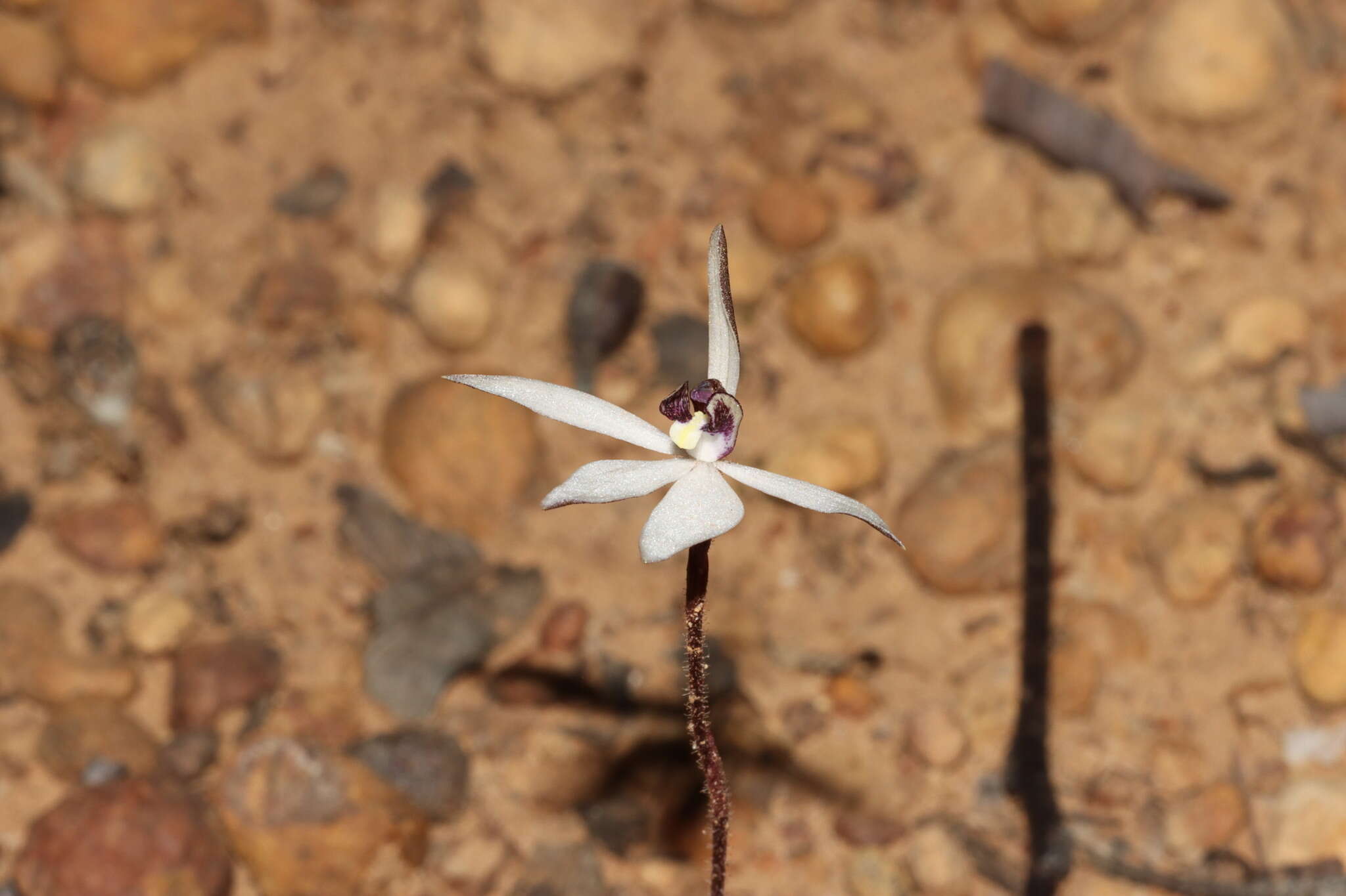 Image of Caladenia saccharata Rchb. fil.