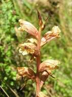 Image of Orobanche alba subsp. alba