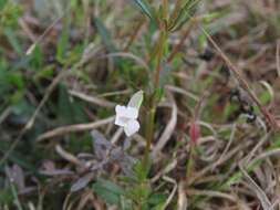 Mecardonia acuminata (Walt.) Small resmi