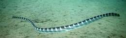 Image of Ornate Reef Sea Snake