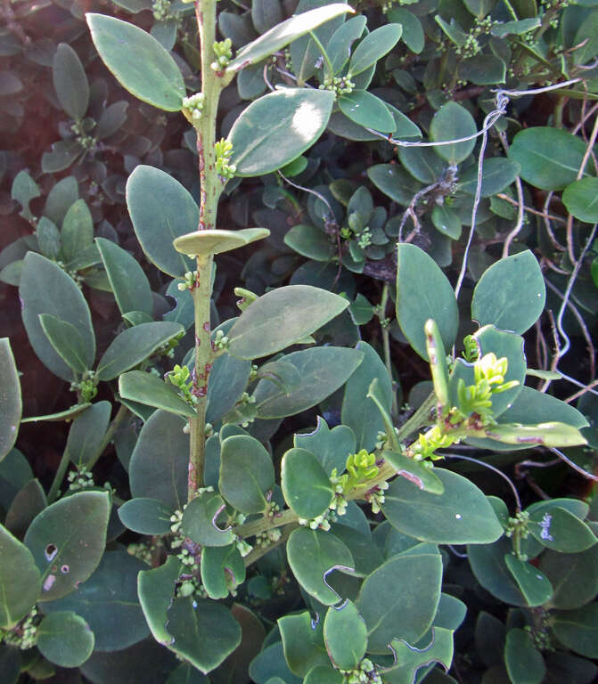 Image de Robsonodendron maritimum (Bolus) R. H. Archer