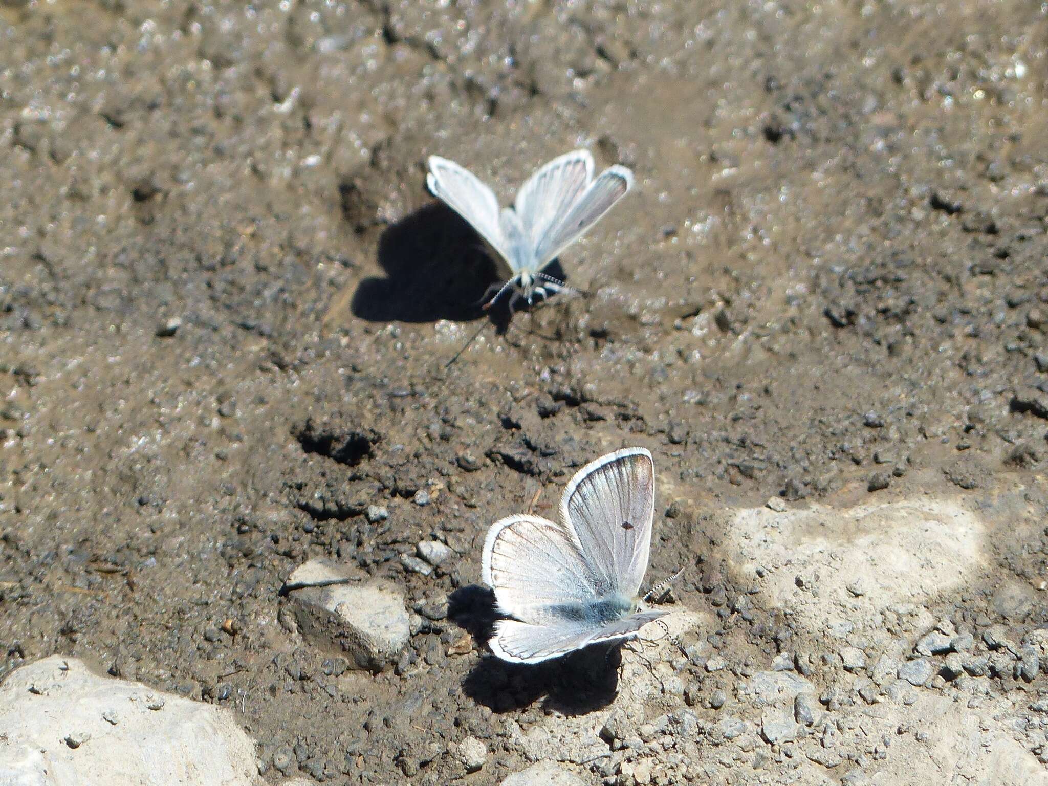 Image of Agriades pyrenaica (Boisduval 1840)