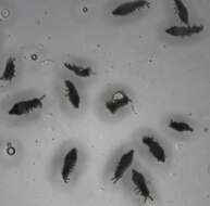 Image of Snow flea
