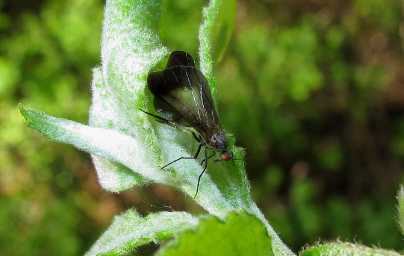 صورة Rhamphomyia marginata (Fabricius 1787)