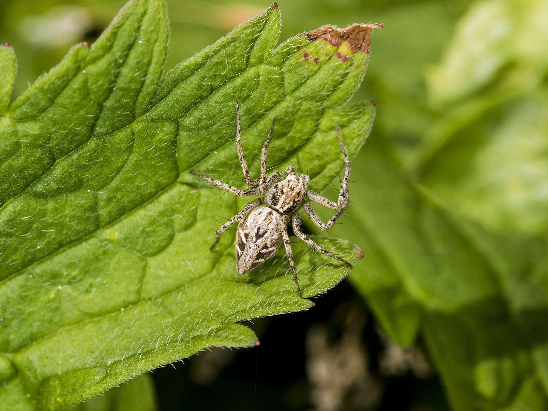 Image of Oxyopes takobius Andreeva & Tyschchenko 1969