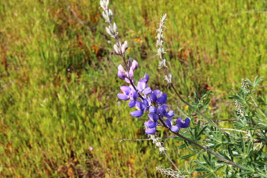 Lupinus albifrons var. albifrons的圖片