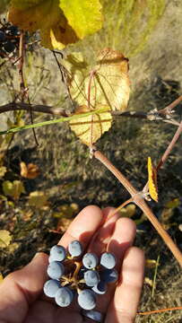 Image of California wild grape