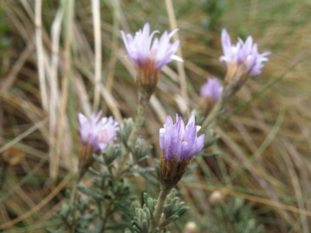 Image de Diplostephium glandulosum Hieron.