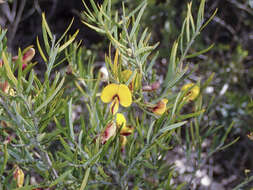 Plancia ëd Bossiaea rosmarinifolia Lindl.