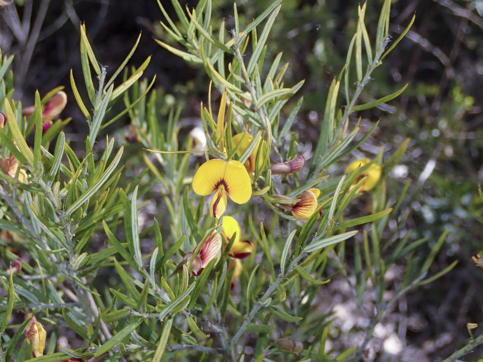 Plancia ëd Bossiaea rosmarinifolia Lindl.