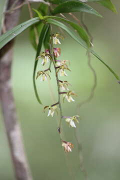 Image of Common tangle orchid