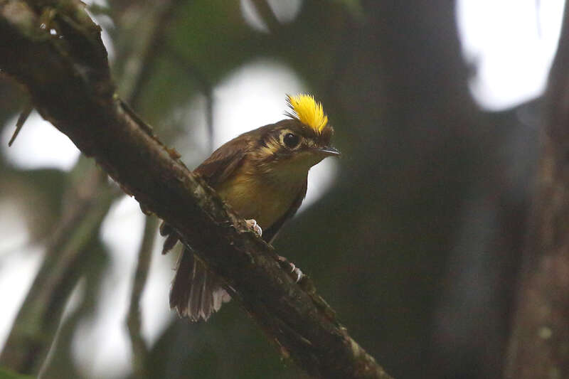 Image of White-throated Spadebill