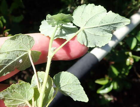 Image of Abutilon sonneratianum (Cav.) Sweet