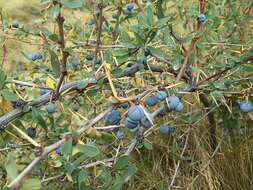 Слика од Berberis microphylla Forst.