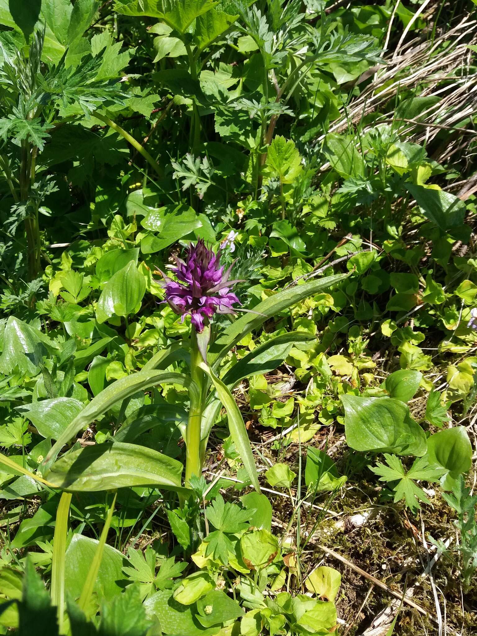 Image of Dactylorhiza aristata (Fisch. ex Lindl.) Soó