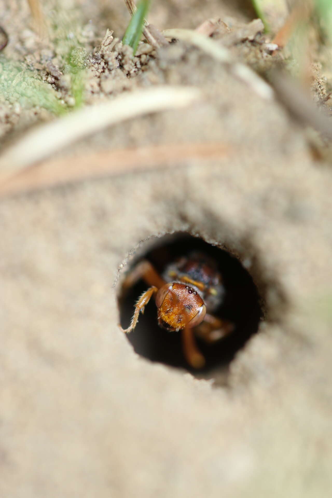 Image of Nomada imbricata Smith 1854