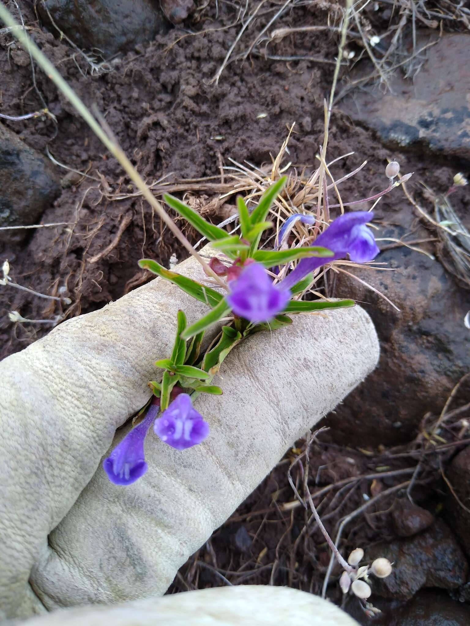 Image of narrowleaf skullcap