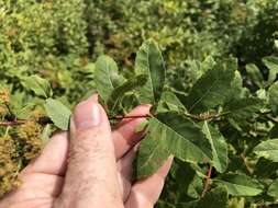 صورة Spiraea alba var. latifolia (Aiton) H. E. Ahles