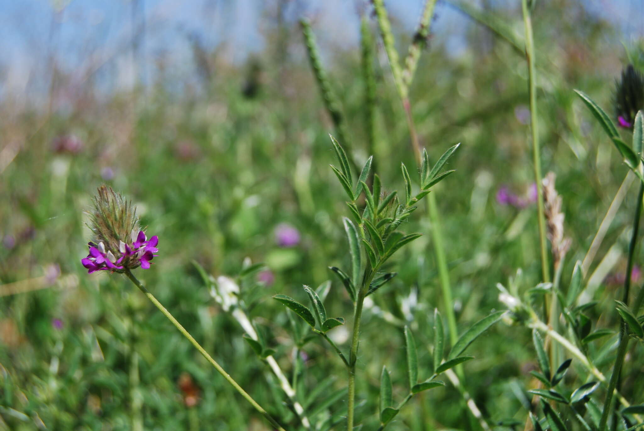 Image of Dalea humilis G. Don