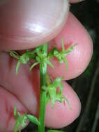 Image of narrow-petal rein orchid