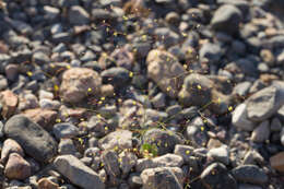 Image of little deserttrumpet