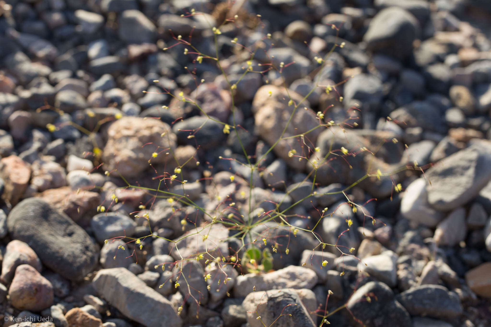 Image of little deserttrumpet