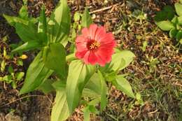 Imagem de Zinnia elegans Jacq.