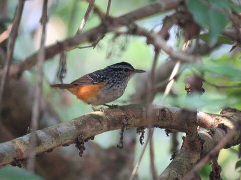 Image of Peruvian Warbling Antbird