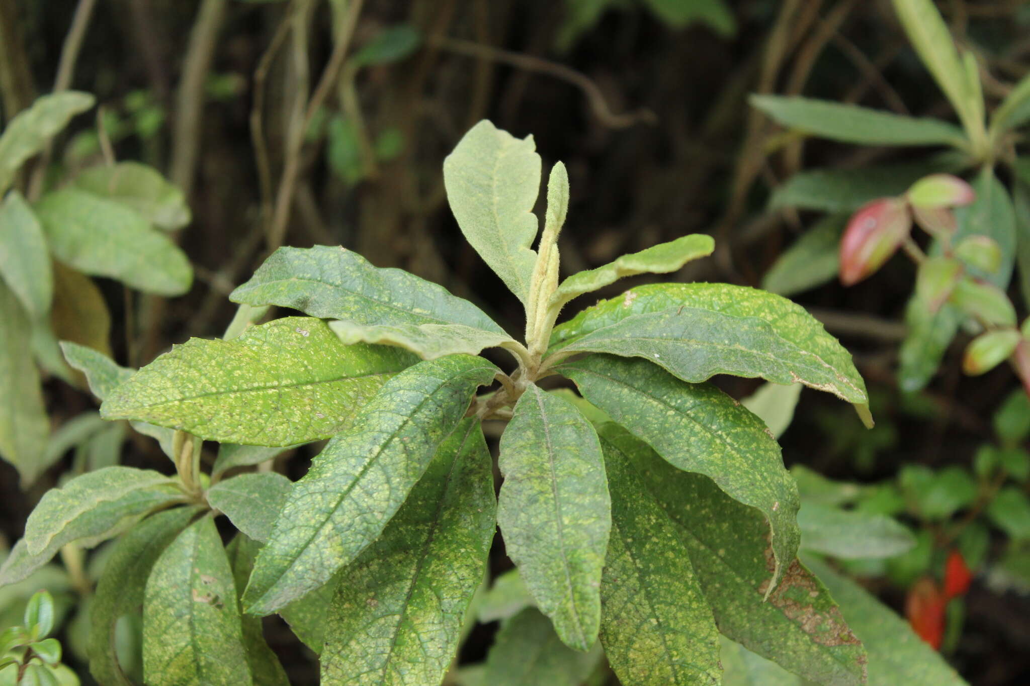 Слика од Linochilus tenuifolius (Cuatrec.) Saldivia & O. M. Vargas