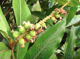 Image of Alpinia hainanensis K. Schum.