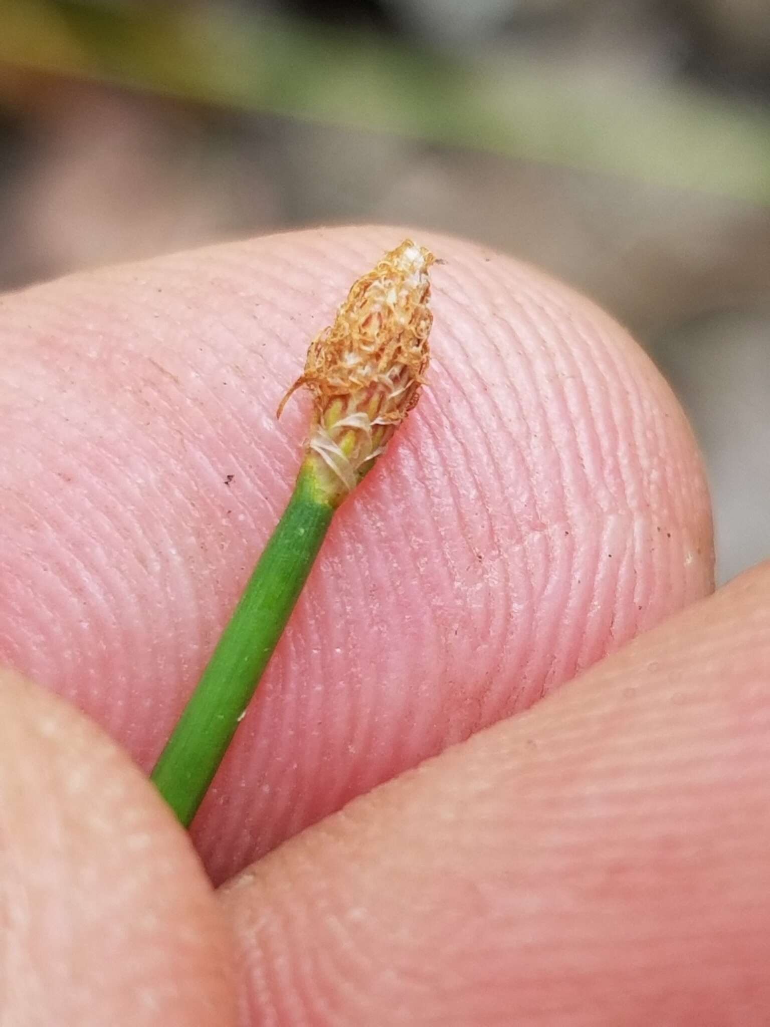 Plancia ëd Eleocharis tricostata Torr.