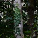 Image de Piper dactylostigmum Yunck.