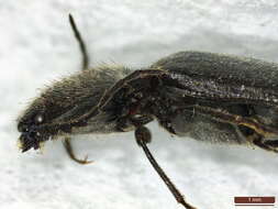 Image of Hemicrepidius niger (Linnaeus 1758)