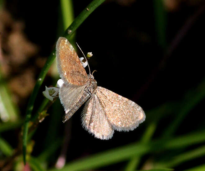 Image of marsh pug