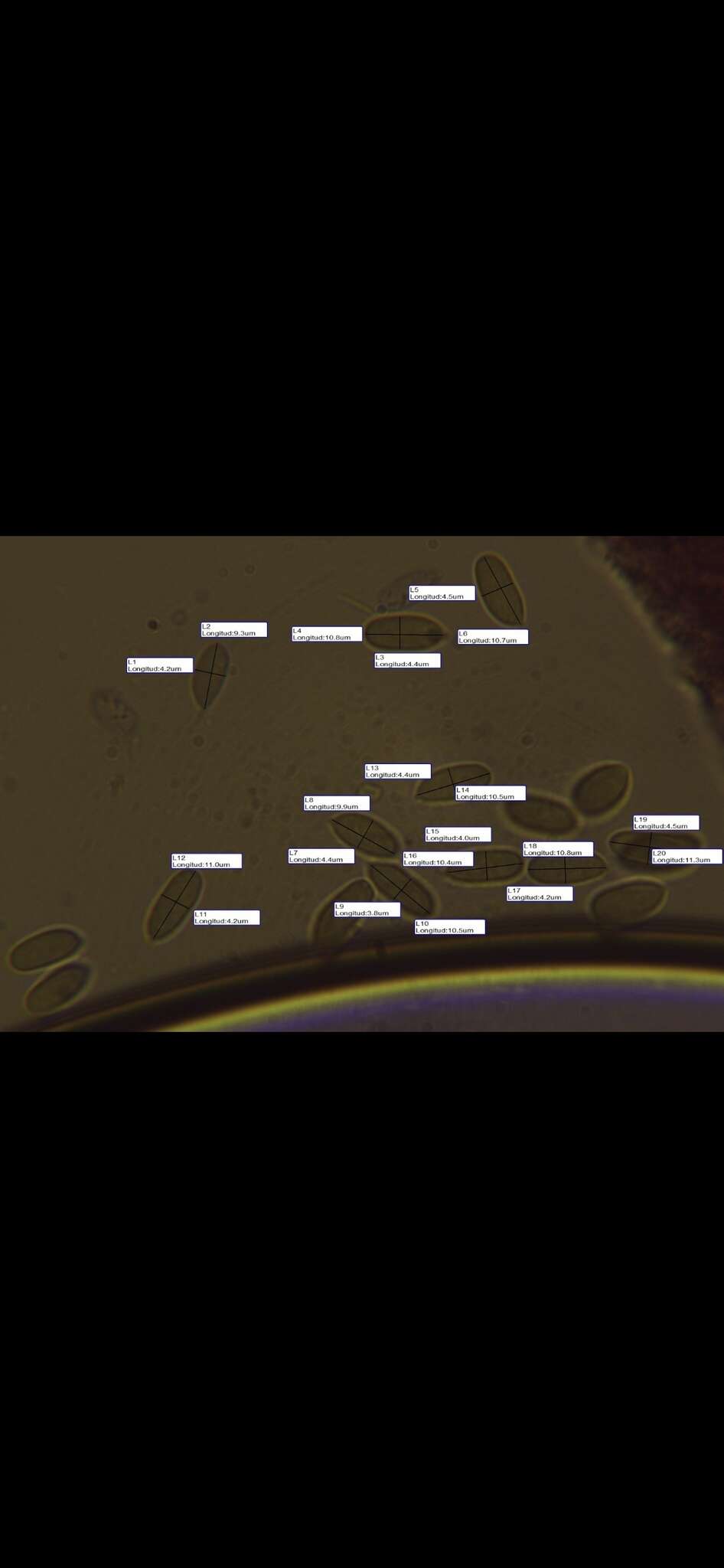 Image of Mycena smithiana Kühner 1938