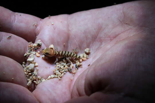 Image of Heteronotia fasciolata Pepper, Doughty, Fujita, Moritz & Keogh 2013