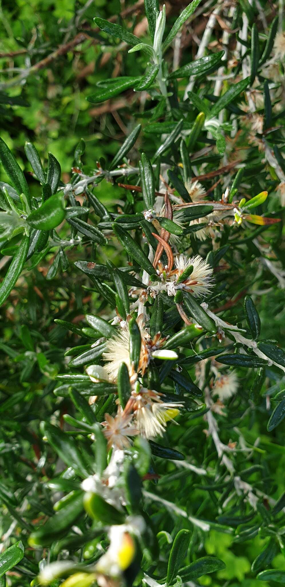 Image de Olearia axillaris (DC.) F. Müll.