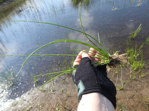 Image of Cyperus pannonicus Jacq.