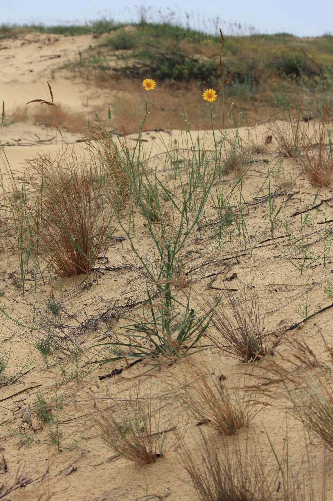 Image of Tragopogon borystenicus Artemczuk