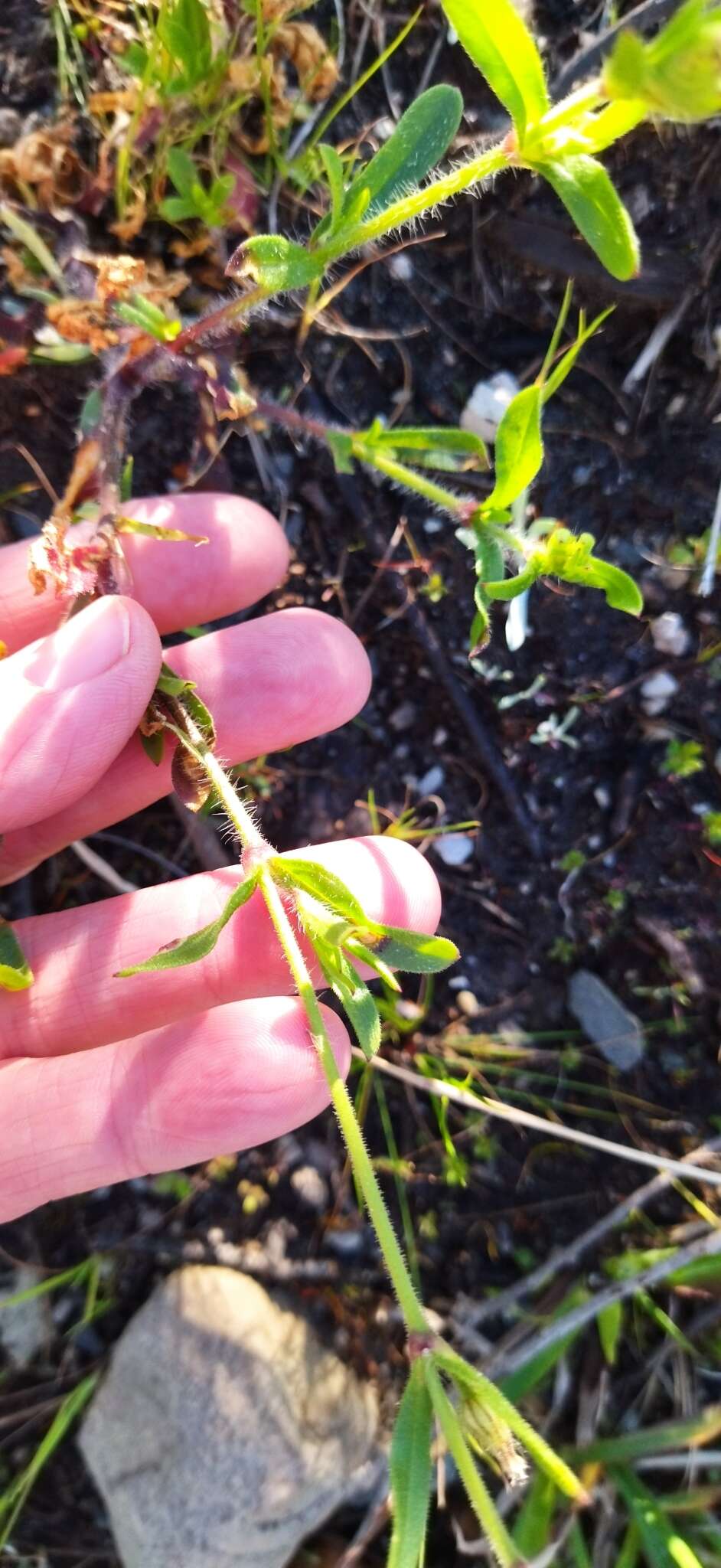 Image of Silene gallica var. gallica