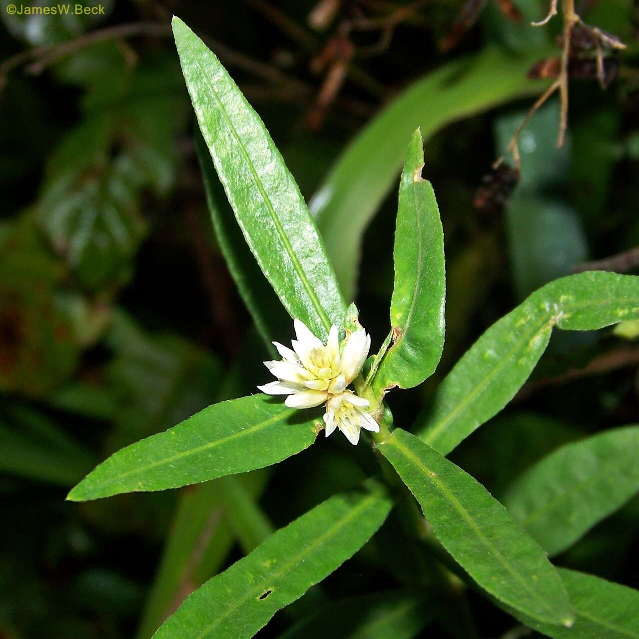 Image of alligator weed