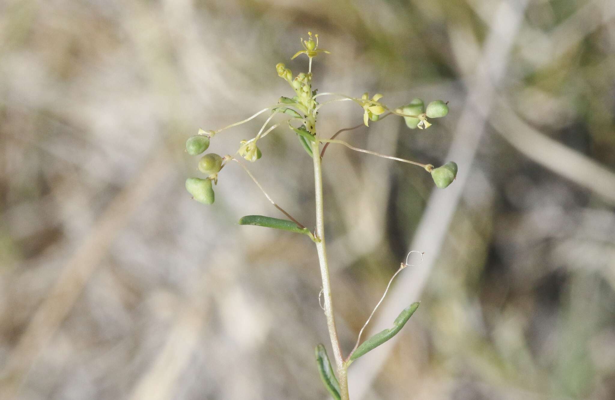 Image of Small-Flower Stinkweed