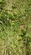 صورة Anacamptis pyramidalis (L.) Rich.